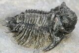 Lichid (Acanthopyge) Trilobite - Issoumour, Morocco #241497-2